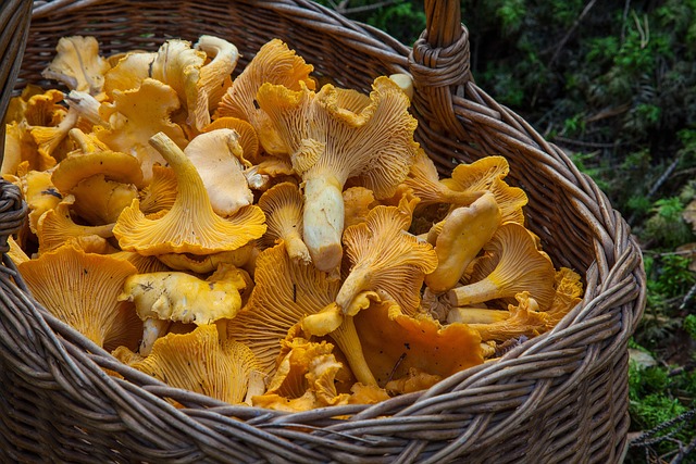 Photo d'un panier rempli de chanterelles italiennes