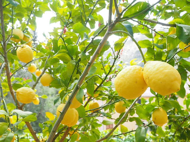 Photo de citrons de Syracuse sur l'arbre