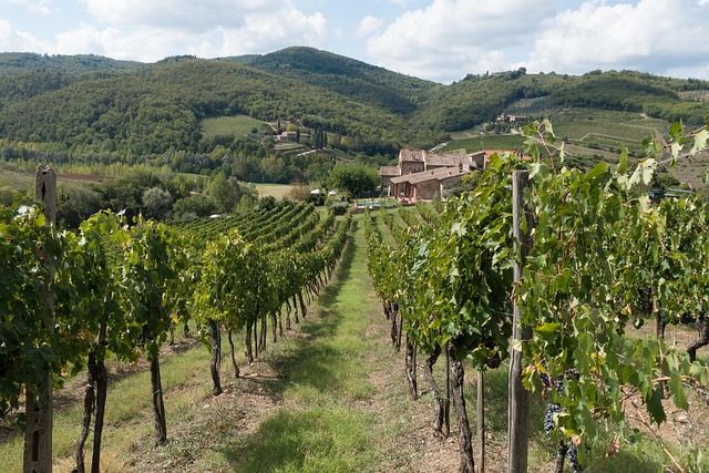 Photo d'une vigne du Chianti